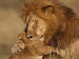 CLICK HERE for Africa Details